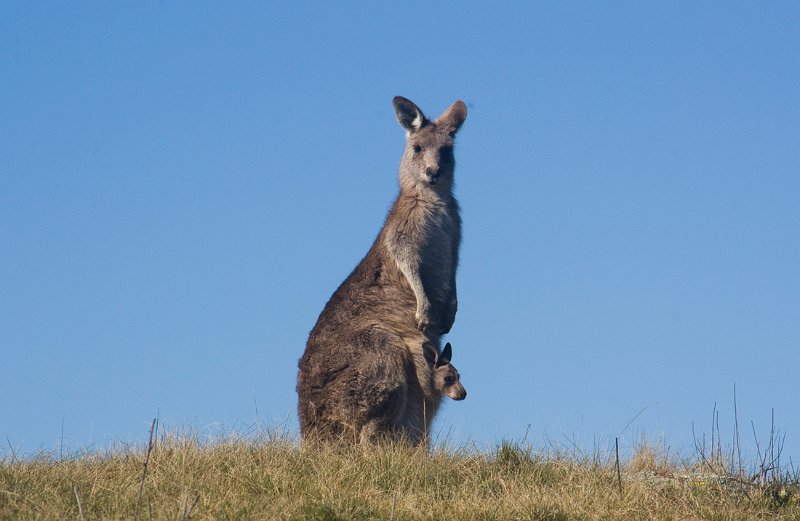 roo joey 2.jpg